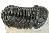 Morocops Trilobite - Ofaten, Morocco #287378-1